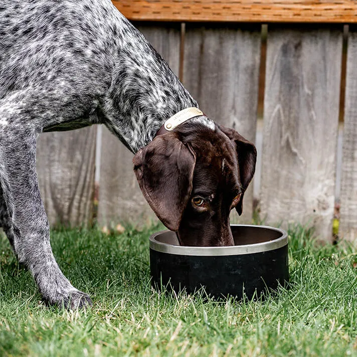 Dog Drinking from Bowl