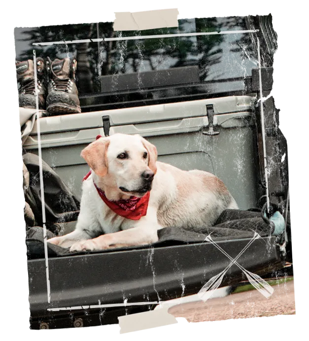 Dog laying in a truck bed.