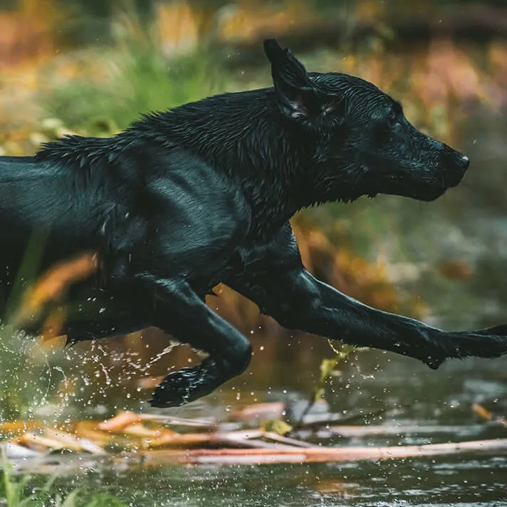 Dog Running Through Water