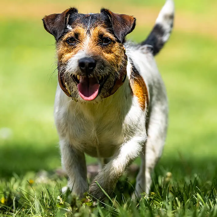 Dog With Tongue Out