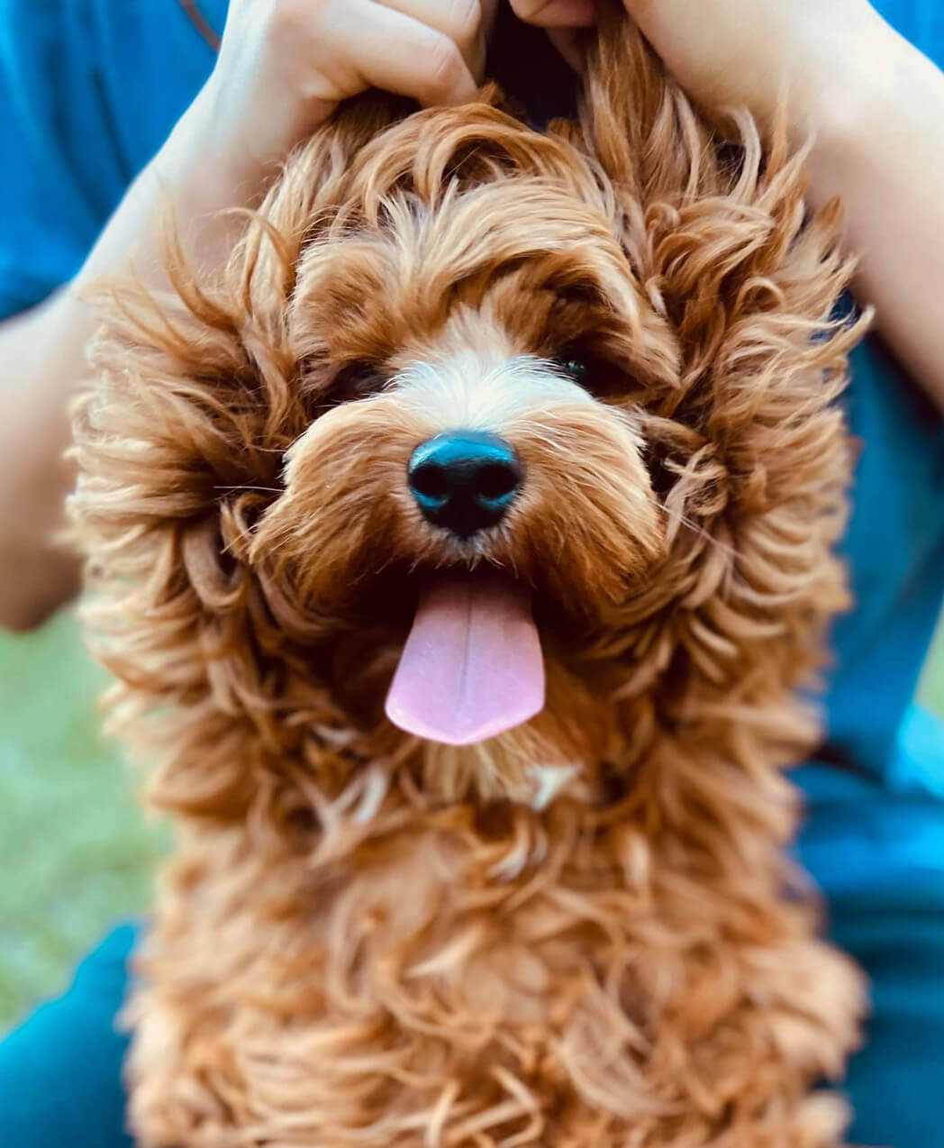 Dog with Ears Up