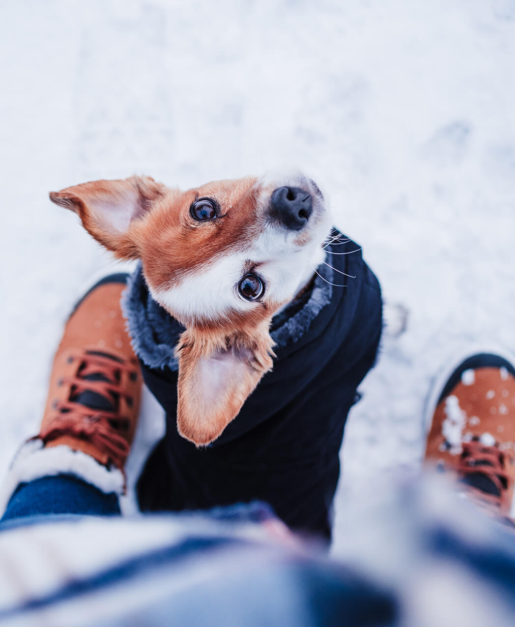 Snow Dog