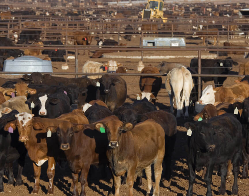 Cows on Farm