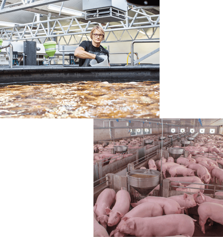 Pigs on Farm
