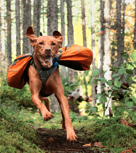 Dog Trail Running