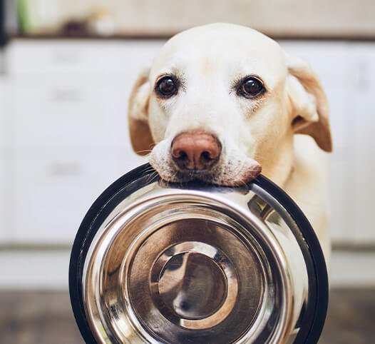 Dog Holding Bowl