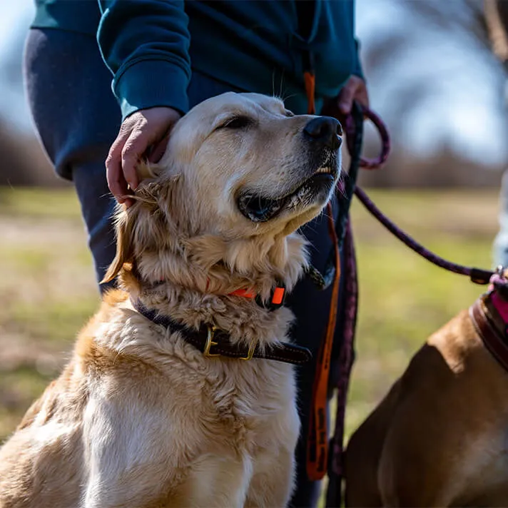 Happy Dog Getting Pet