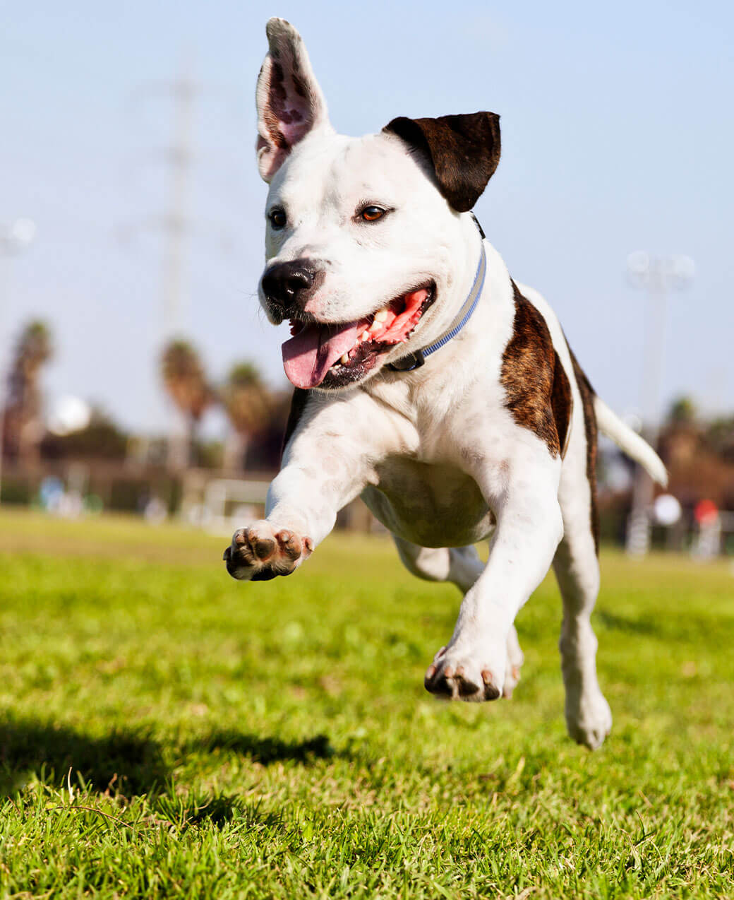 Dog Jumping