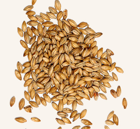 Barley