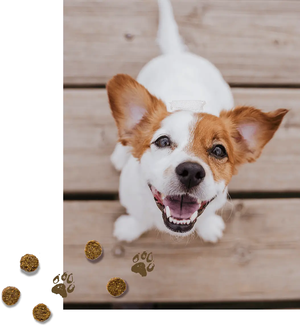 Three Bag Challenge Voyager Dog Food Co