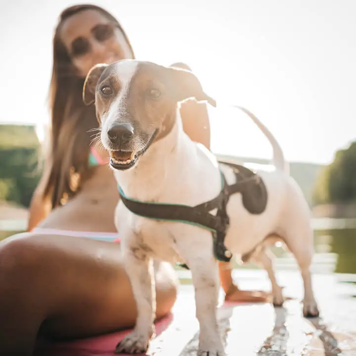 Dog on Paddleboard