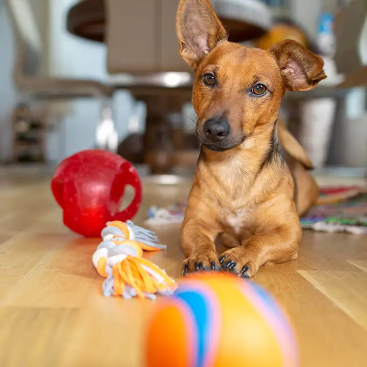 Dog with Toys