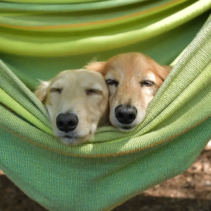 Dogs in a Hammock